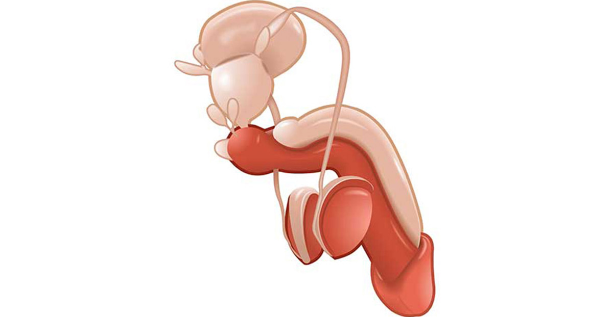 anatomy-of-penis-related-to-penis-issues-Dr.-Elias-Wehbi