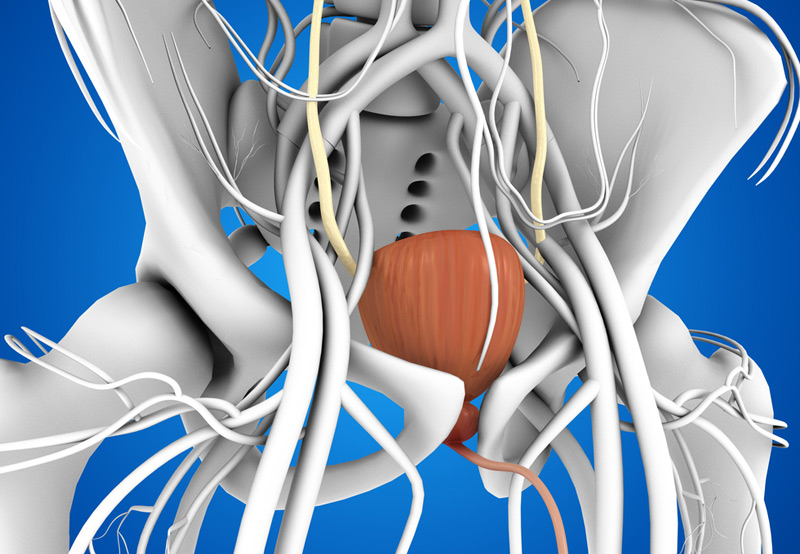 nerves-surrounding-bladder-medical-concept-related-to-neurogenic-bladder-Dr.-Elias-Wehbi